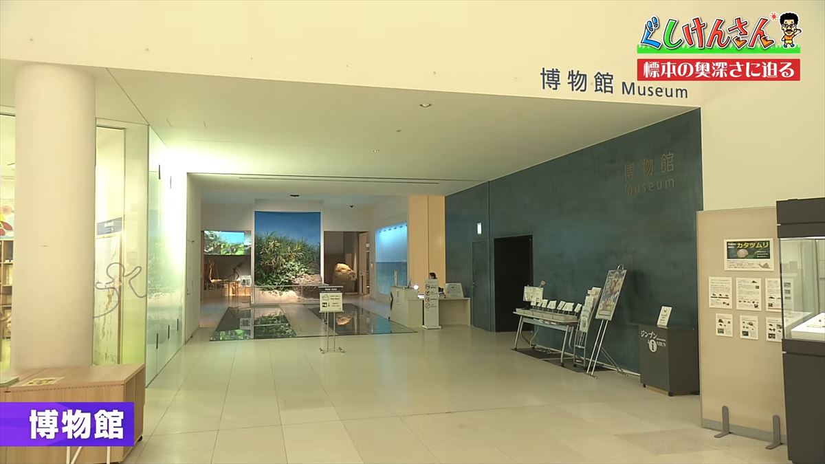 具志堅用高がソーキをホウキを間違えた！？沖縄県立博物館・美術館で標本の奥深い世界に没入【ぐしけんさん】