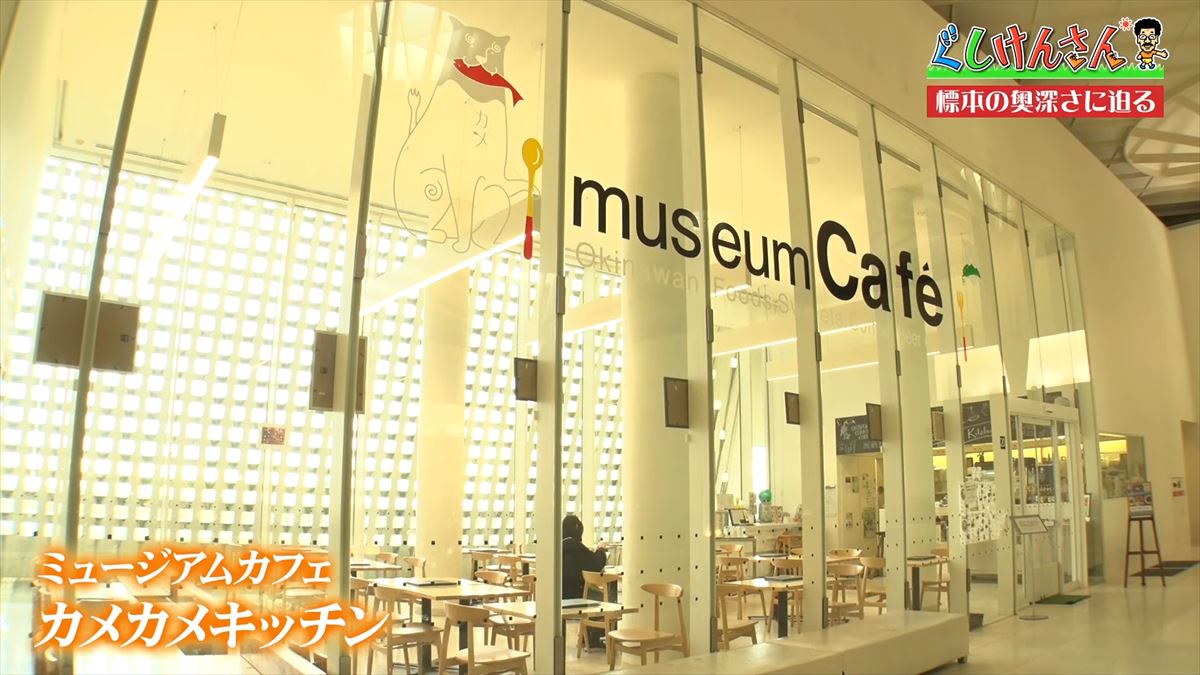 具志堅用高がソーキをホウキを間違えた！？沖縄県立博物館・美術館で標本の奥深い世界に没入【ぐしけんさん】