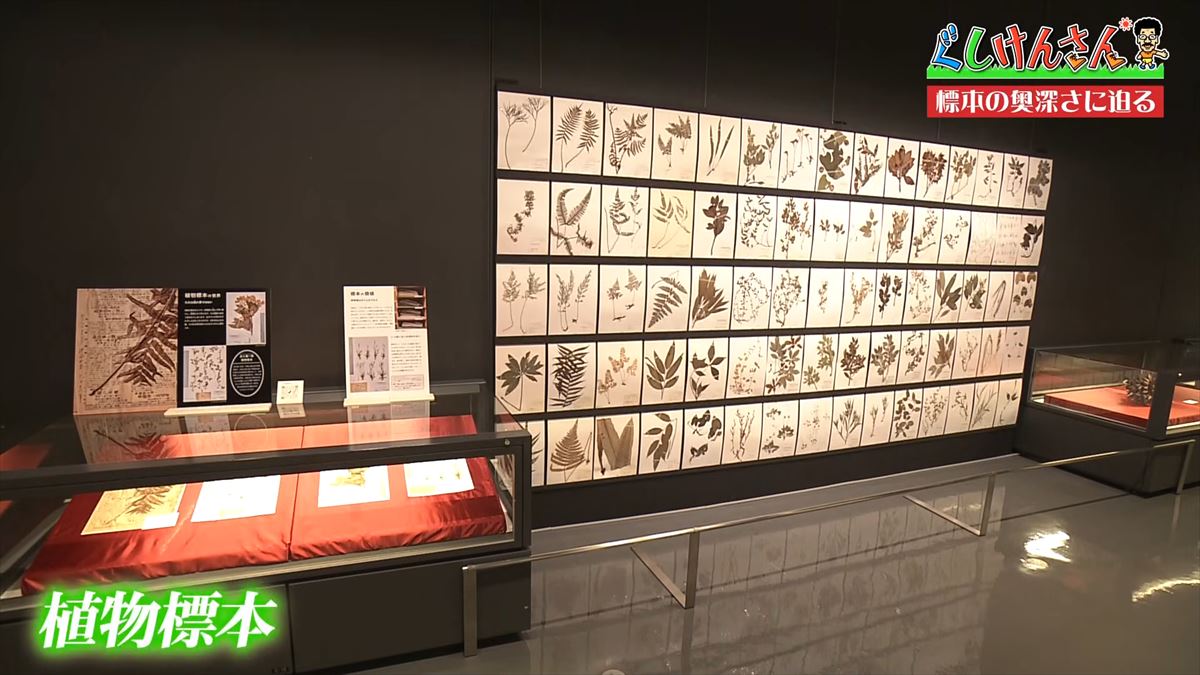 具志堅用高がソーキをホウキを間違えた！？沖縄県立博物館・美術館で標本の奥深い世界に没入【ぐしけんさん】