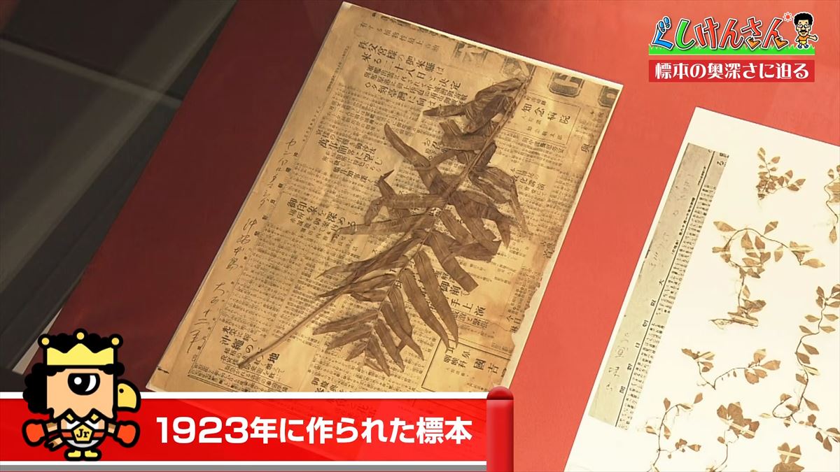 具志堅用高がソーキをホウキを間違えた！？沖縄県立博物館・美術館で標本の奥深い世界に没入【ぐしけんさん】