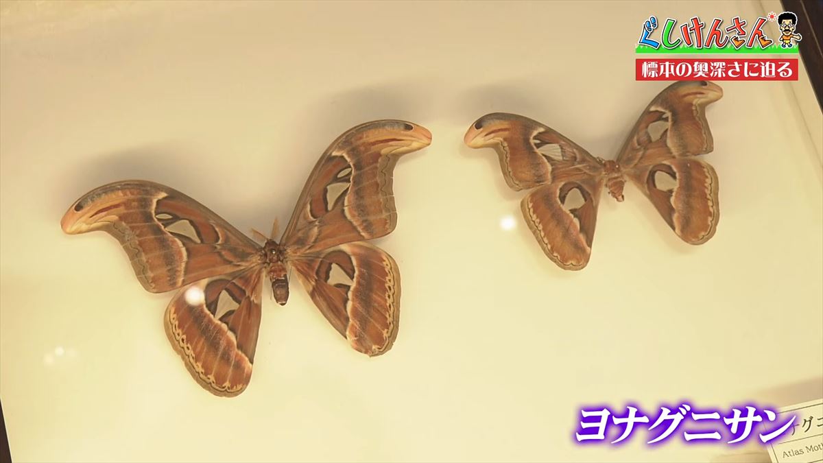 具志堅用高がソーキをホウキを間違えた！？沖縄県立博物館・美術館で標本の奥深い世界に没入【ぐしけんさん】