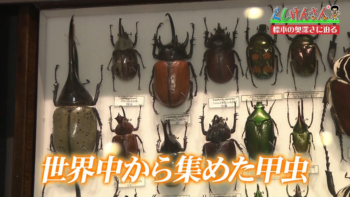 具志堅用高がソーキをホウキを間違えた！？沖縄県立博物館・美術館で標本の奥深い世界に没入【ぐしけんさん】