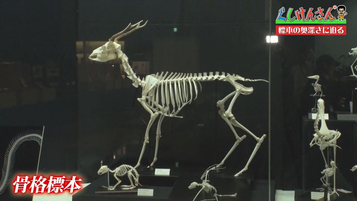 具志堅用高がソーキをホウキを間違えた！？沖縄県立博物館・美術館で標本の奥深い世界に没入【ぐしけんさん】