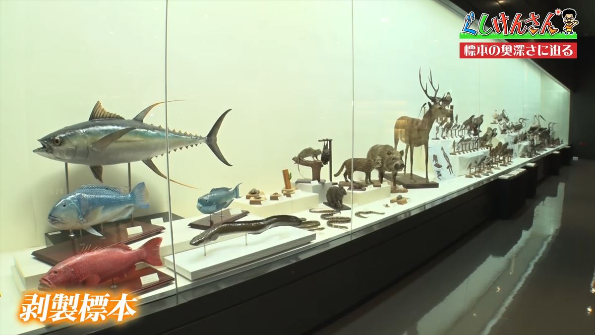 具志堅用高がソーキをホウキを間違えた！？沖縄県立博物館・美術館で標本の奥深い世界に没入【ぐしけんさん】