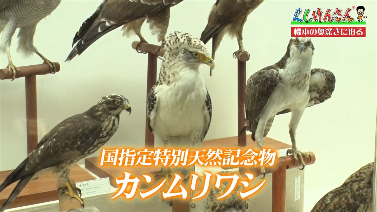 具志堅用高がソーキをホウキを間違えた！？沖縄県立博物館・美術館で標本の奥深い世界に没入【ぐしけんさん】