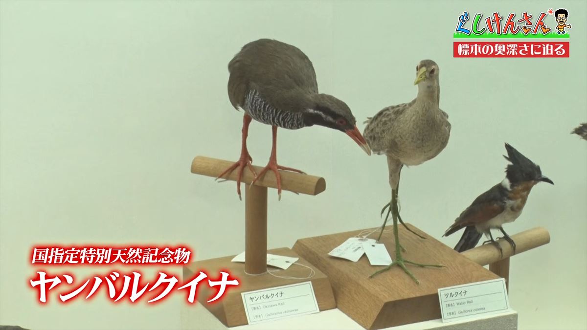 具志堅用高がソーキをホウキを間違えた！？沖縄県立博物館・美術館で標本の奥深い世界に没入【ぐしけんさん】