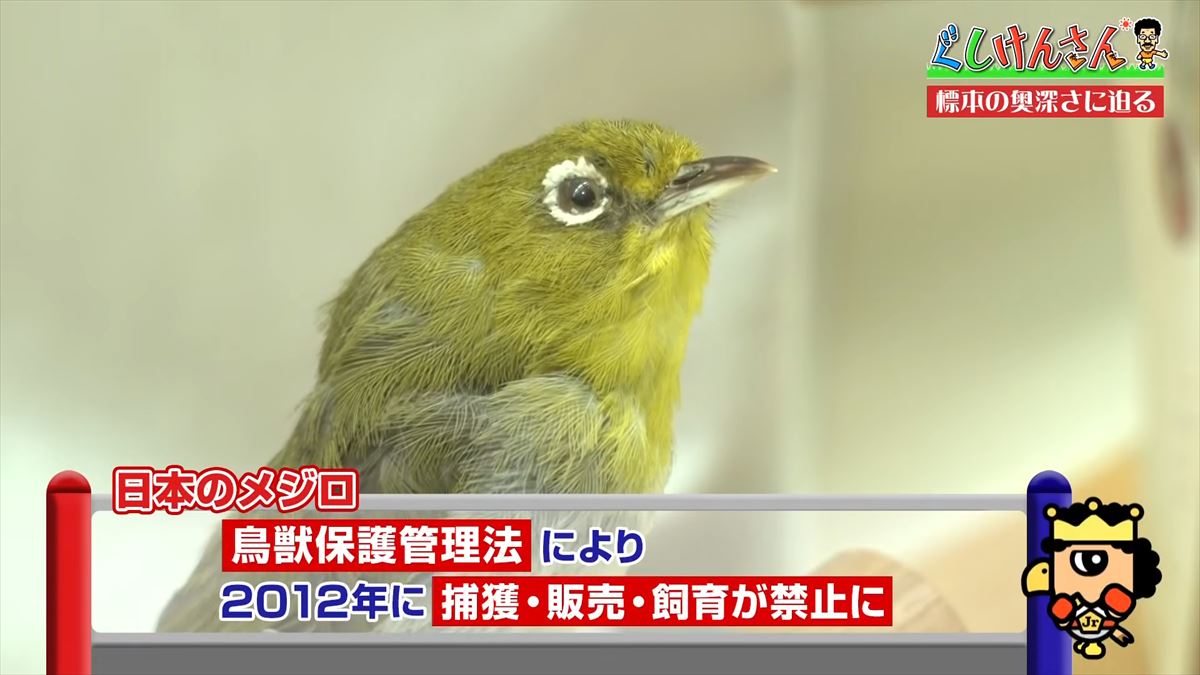 具志堅用高がソーキをホウキを間違えた！？沖縄県立博物館・美術館で標本の奥深い世界に没入【ぐしけんさん】