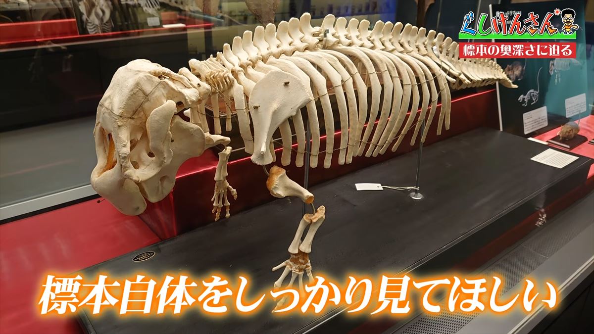 具志堅用高がソーキをホウキを間違えた！？沖縄県立博物館・美術館で標本の奥深い世界に没入【ぐしけんさん】