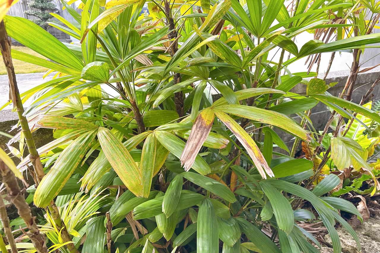 琉球の風を感じる築65年の古民家。 「koti（こち）琉球菓子とお茶」でひと息つきませんか（八重瀬町）