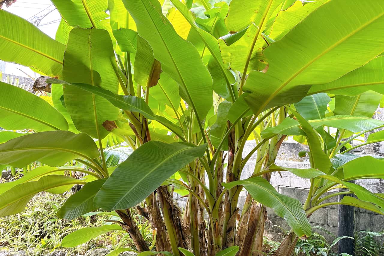 琉球の風を感じる築65年の古民家。 「koti（こち）琉球菓子とお茶」でひと息つきませんか（八重瀬町）