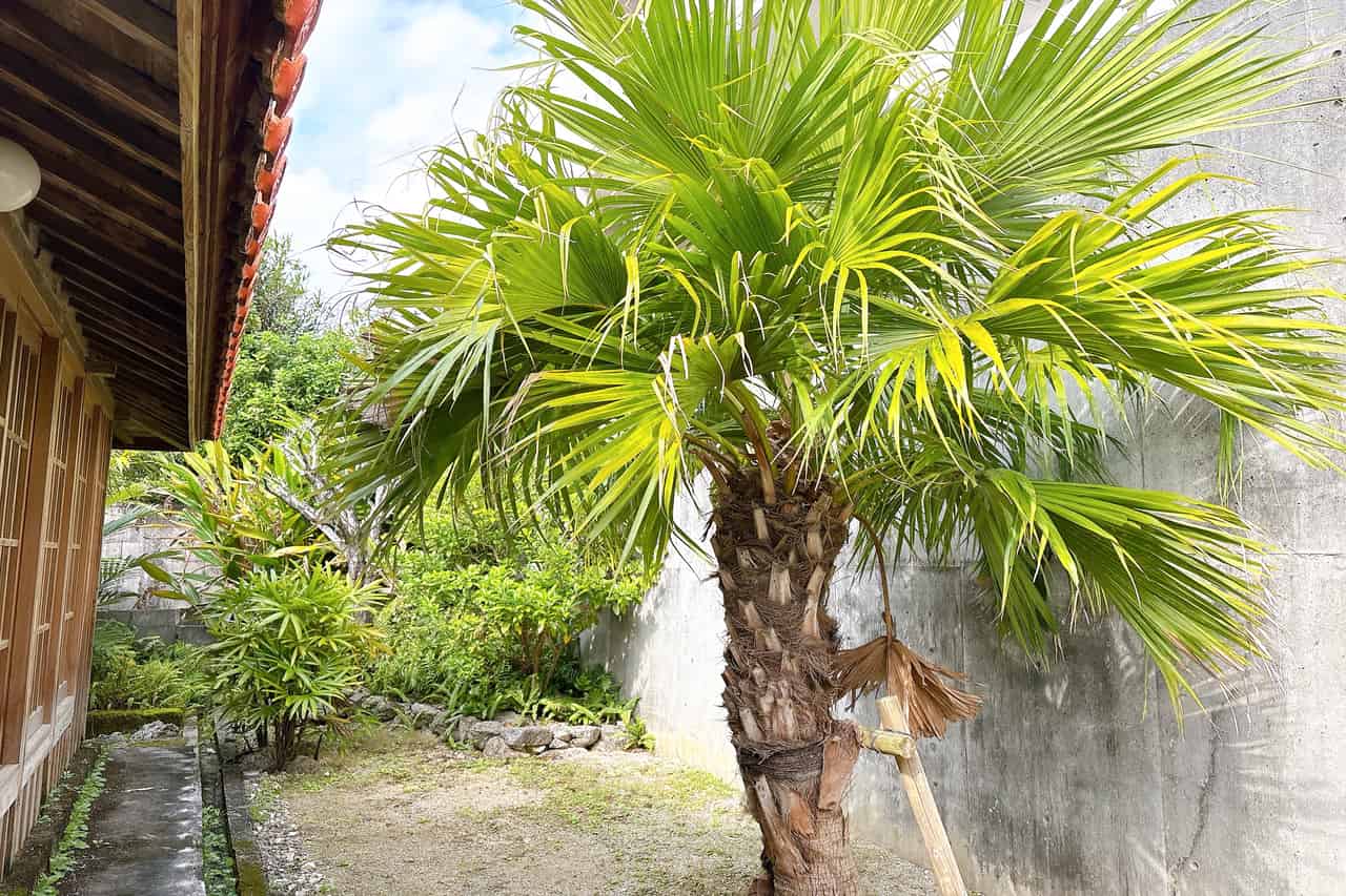 琉球の風を感じる築65年の古民家。 「koti（こち）琉球菓子とお茶」でひと息つきませんか（八重瀬町）