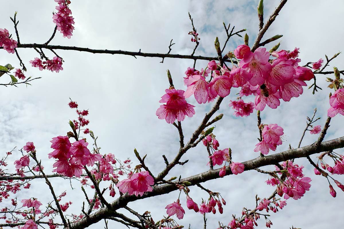 今週は桜まつり＆やちむん市！2月21日〜23日 春グルメもご紹介！沖縄の週末おでかけ情報