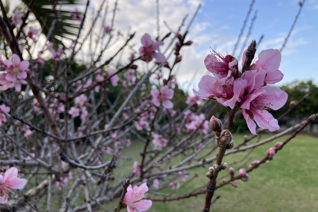 あしびなぁ公園_北谷町