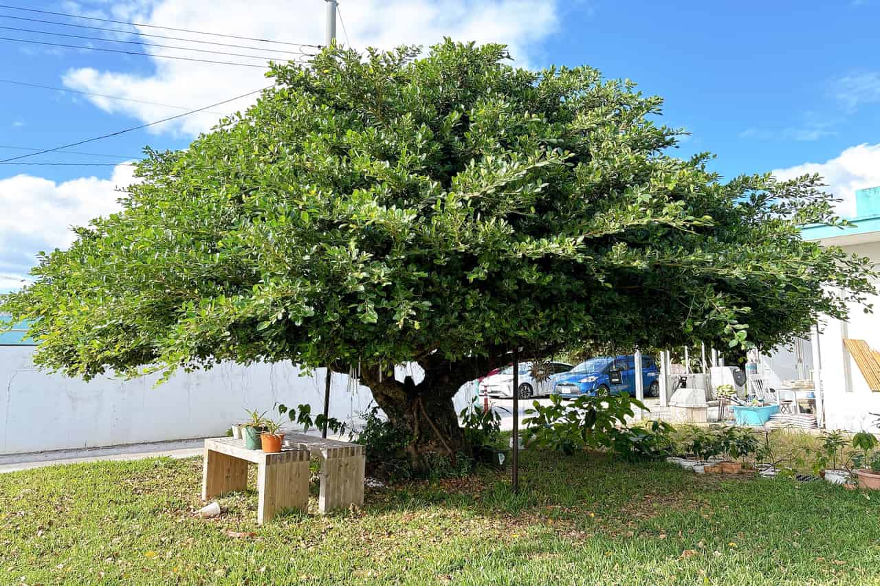 麺屋こうじ・田代浩二監修・超濃厚豆乳スープが決め手の坦々麺を「Plant-Based Restaurant がじまる」で味わってみて（恩納村）