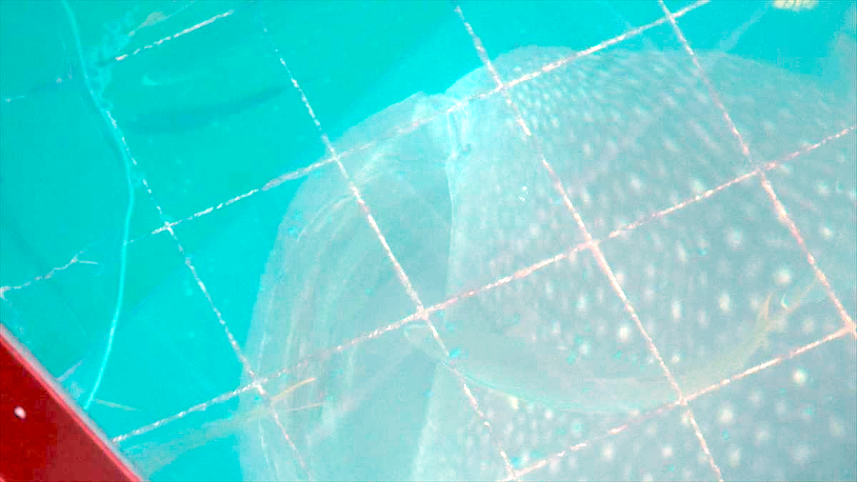 ウィンウィン　2026年3月22日放送