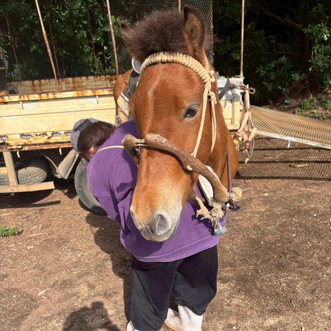 役に立たなくなったら、さようなら？沖縄の離島で馬とゴミから考えたこと