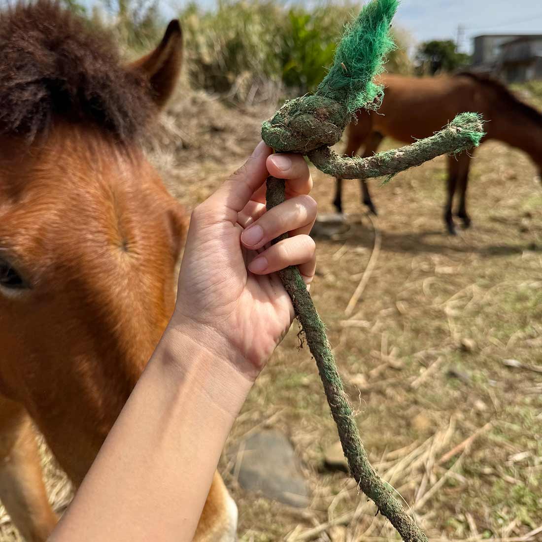 役に立たなくなったら、さようなら？沖縄の離島で馬とゴミから考えたこと