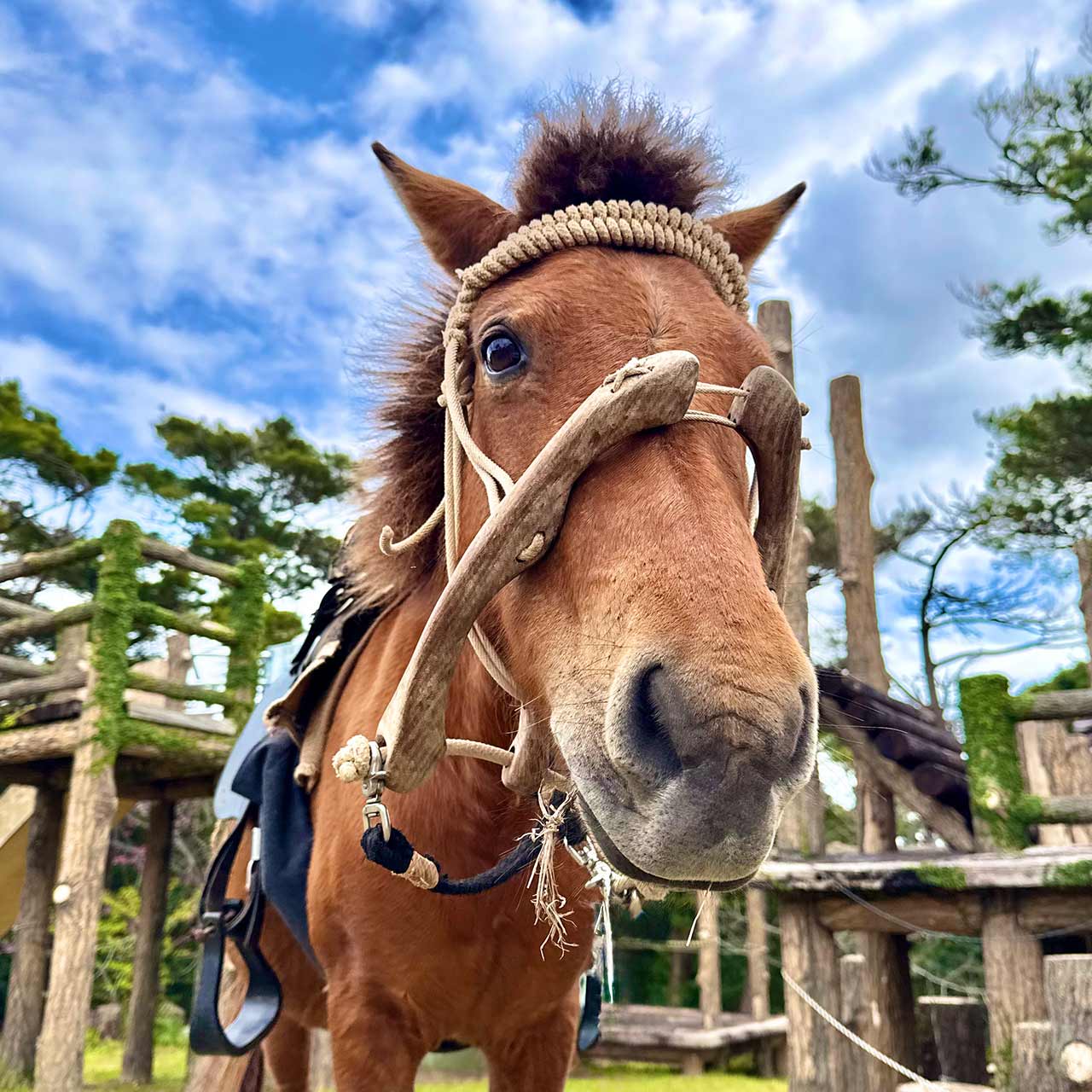 役に立たなくなったら、さようなら？沖縄の離島で馬とゴミから考えたこと