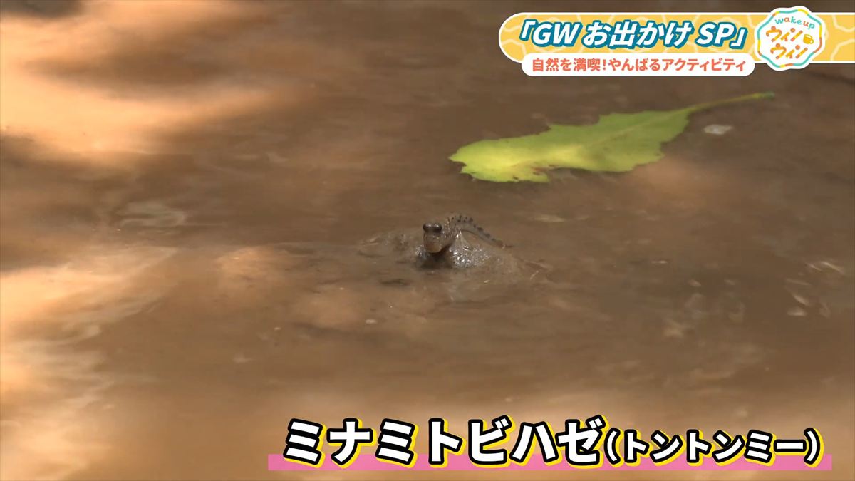 ウィンウィン　2026年4月26日放送