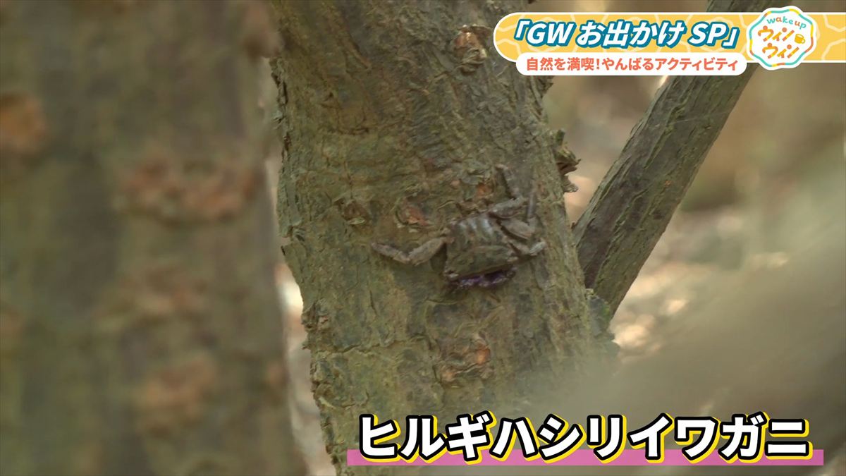 ウィンウィン　2026年4月26日放送