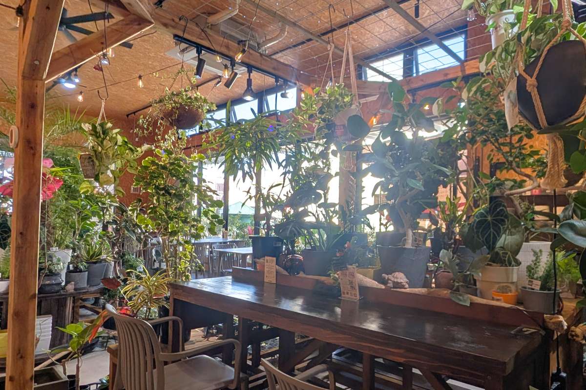 観葉植物に囲まれて飲茶ランチを楽しむ癒しカフェ。オリジナル「月桃ちまき」が絶品！「GARDEN&CAFE ROSY」（糸満市）