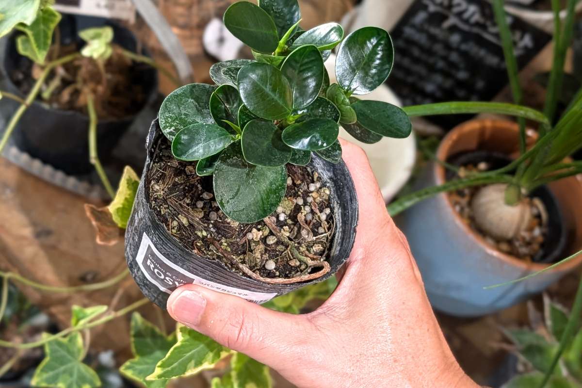 観葉植物に囲まれて飲茶ランチを楽しむ癒しカフェ。オリジナル「月桃ちまき」が絶品！「GARDEN&CAFE ROSY」（糸満市）