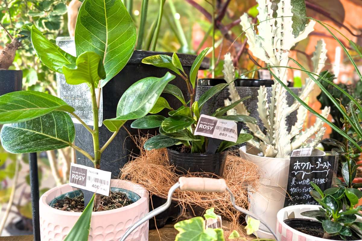 観葉植物に囲まれて飲茶ランチを楽しむ癒しカフェ。オリジナル「月桃ちまき」が絶品！「GARDEN&CAFE ROSY」（糸満市）