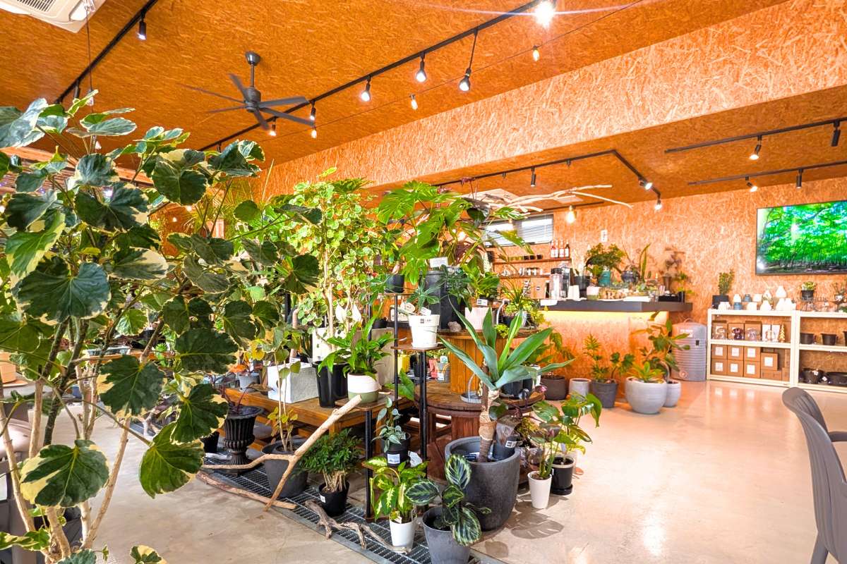 観葉植物に囲まれて飲茶ランチを楽しむ癒しカフェ。オリジナル「月桃ちまき」が絶品！「GARDEN&CAFE ROSY」（糸満市）