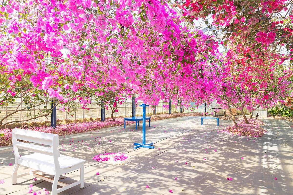 5,000本ものブーゲンビレアが咲き誇る！観光農園「ユートピアファーム宮古島」併設カフェで生マンゴーを堪能（宮古島）