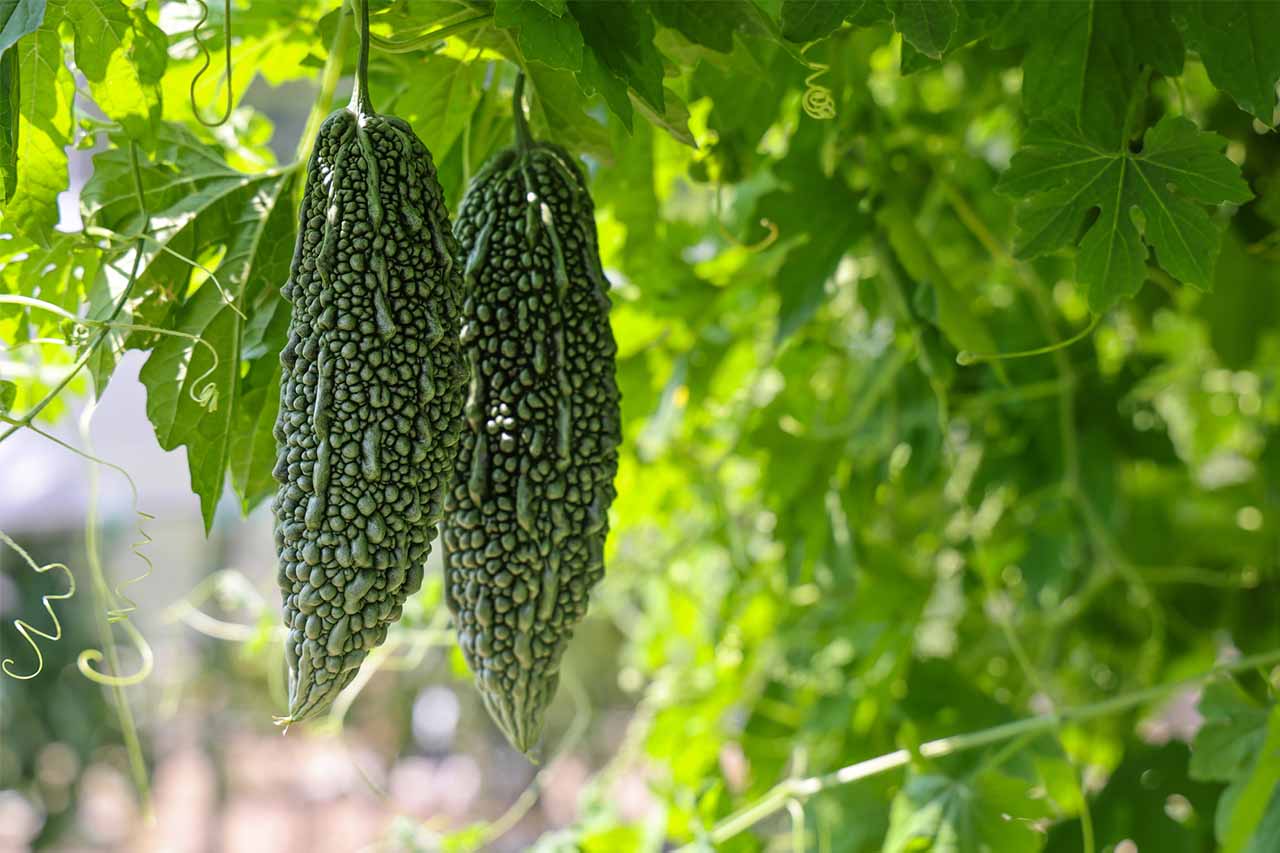 アナウンサーが語る”沖縄移住”Vol.02：不安ゼロで移住した植草アナが直面した「沖縄の食文化」の洗礼