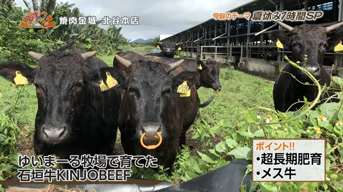 Alt：焼肉金城（北谷町北前）｜OTV アゲアゲめし 2026年8月4日放送 　／