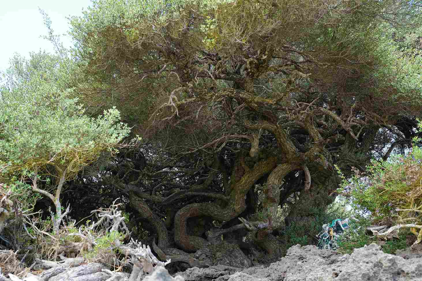 世界を旅して辿り着いた波照間島、自然体で暮らしながらゆっくり前進。『教えて島暮らし〜沖縄移住者の声〜』