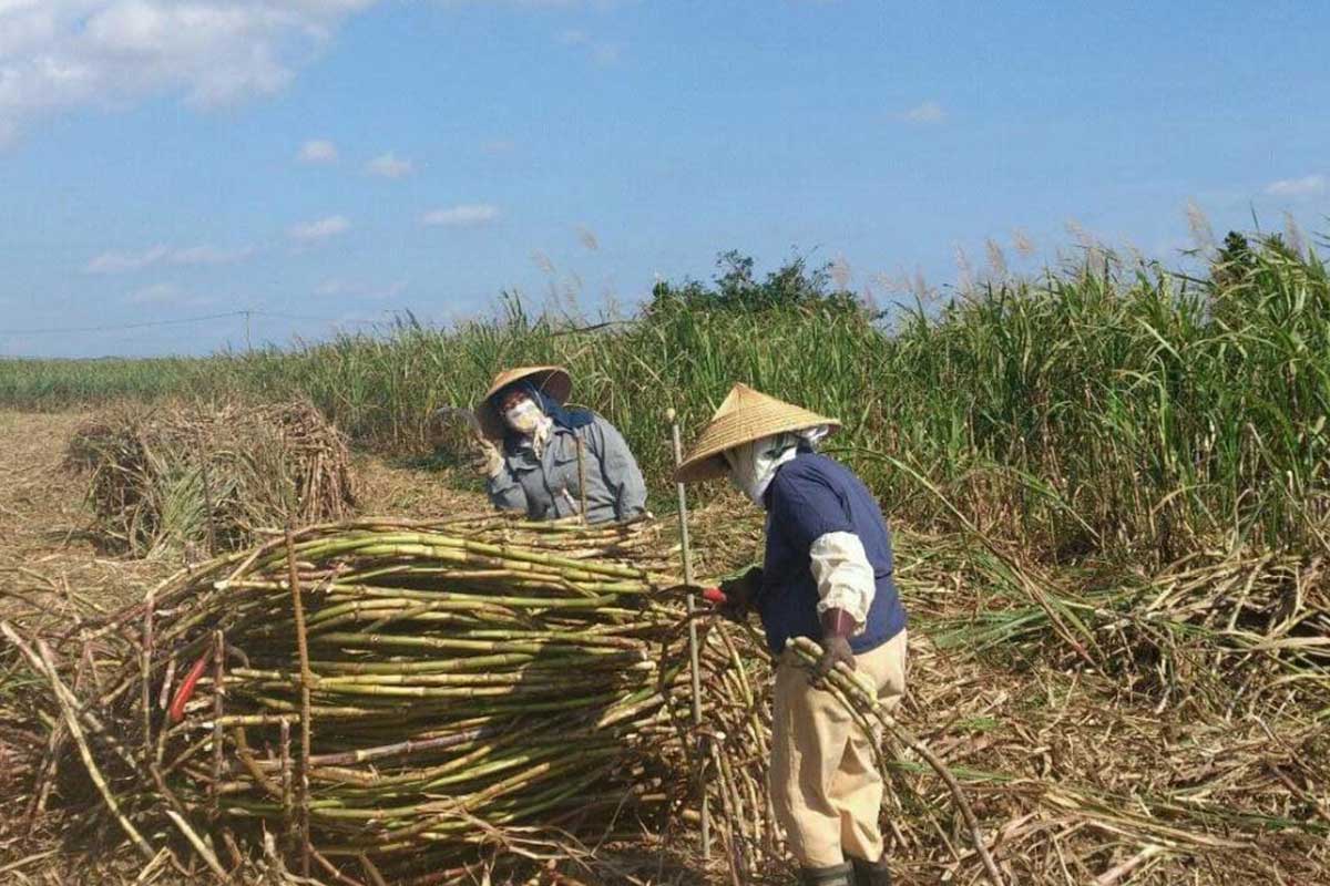 沖縄に移住するならどこに住む？那覇・北谷・恩納・名護・石垣島…移住者のリアルな本音「理想と現実」