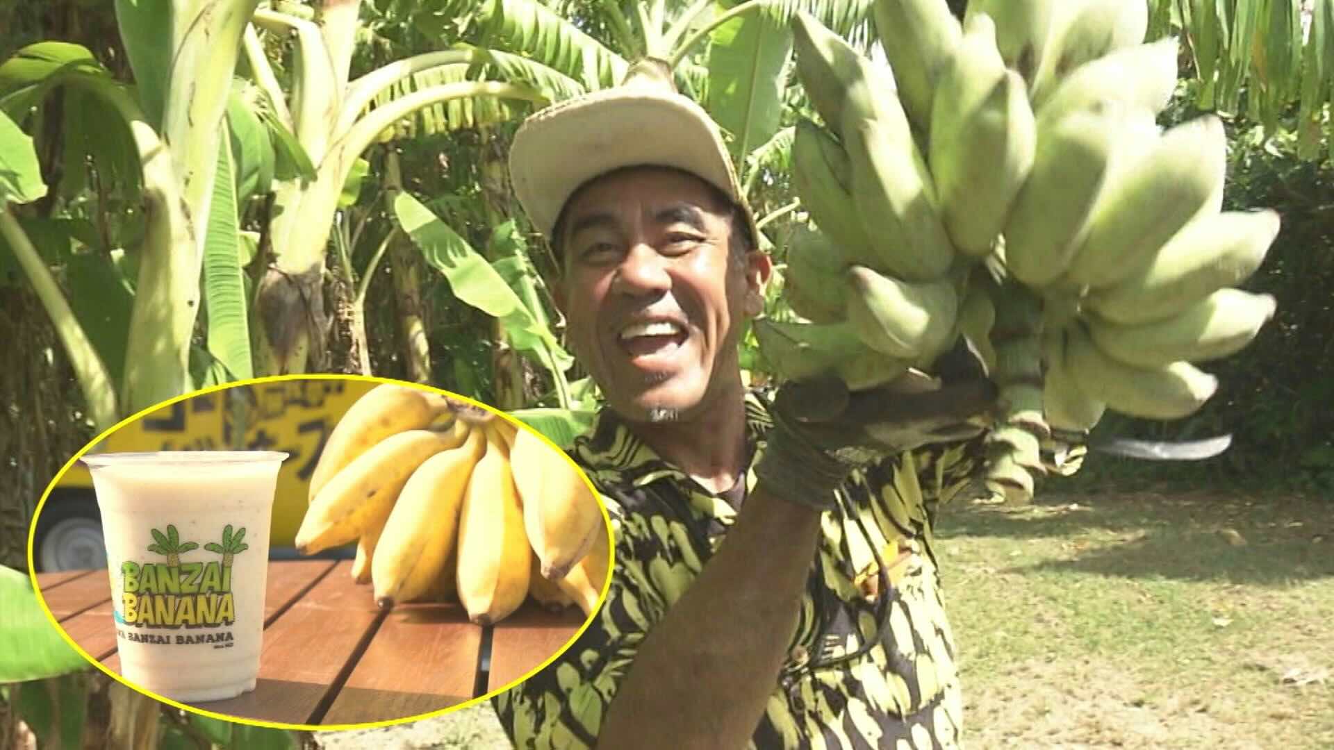 1000億円市場に挑む“バナナおじさん”！資産を投げ打ち、沖縄をバナナ王国に変える壮大な夢