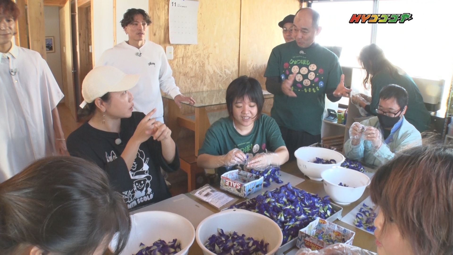 HYゴーゴーゴーヤー 【公式サイト】 | OTV 沖縄テレビ放送