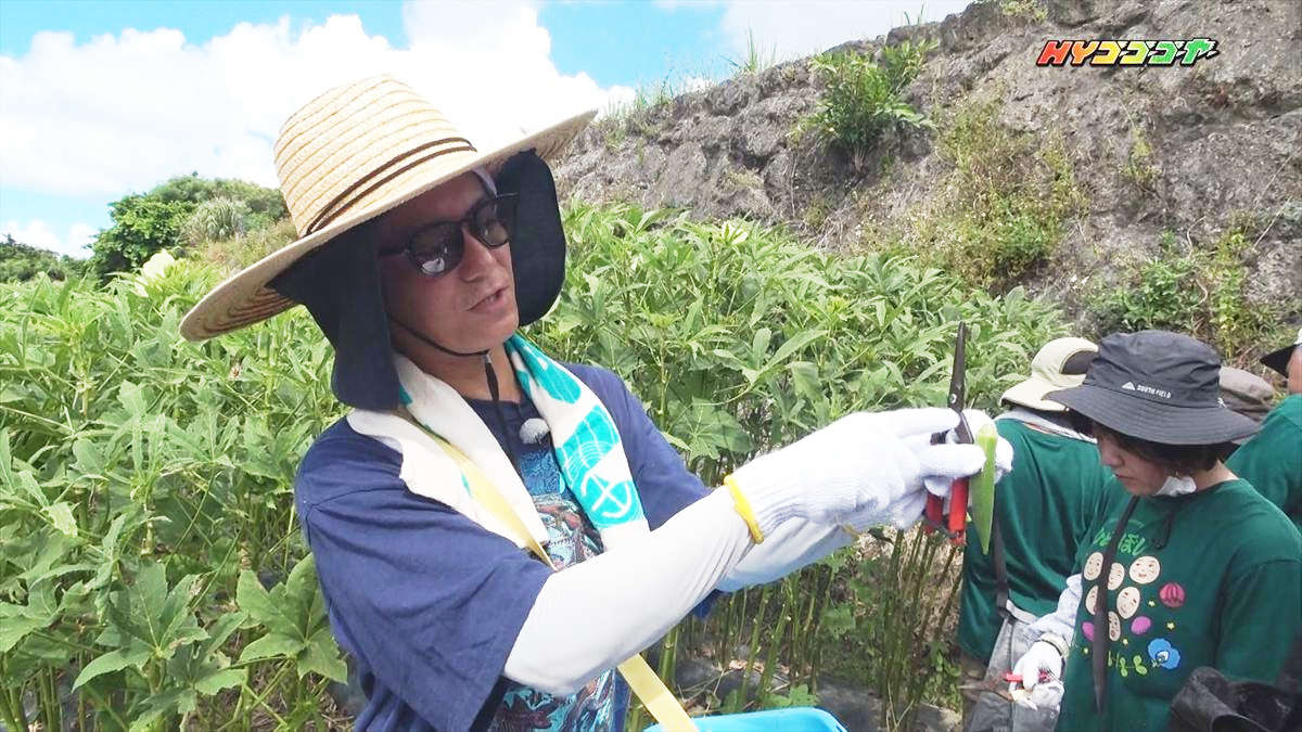 HY ゴーゴーゴーヤー　募集